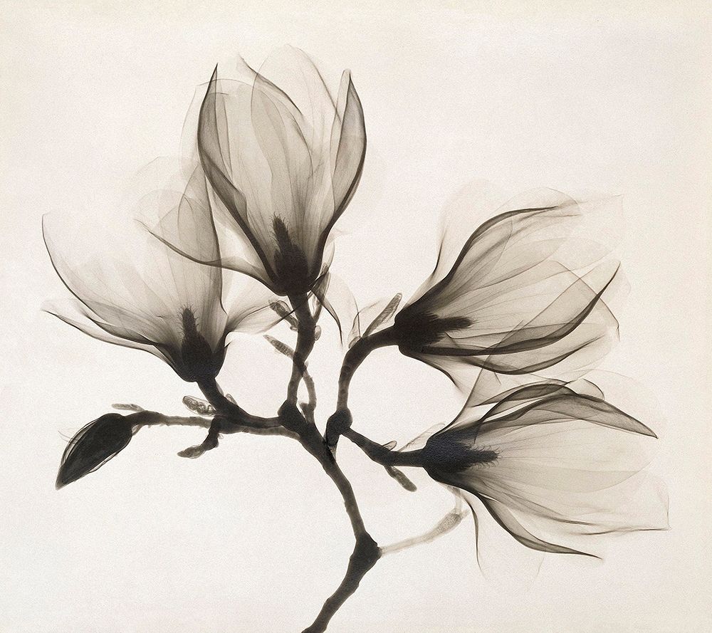 Branch with Four Magnolias, 1910-1925 art print by Unknown for $57.95 CAD