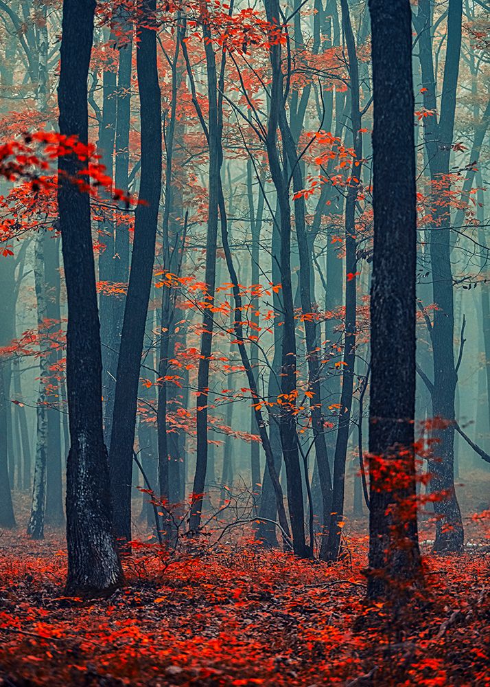 Autumn Forest In The Mist art print by Igor Vitomirov for $57.95 CAD