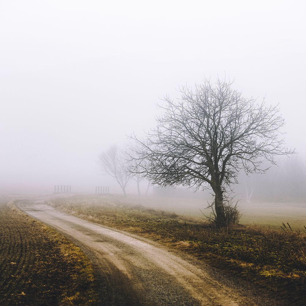Lonely Tree In The Mist art print by Igor Vitomirov for $57.95 CAD