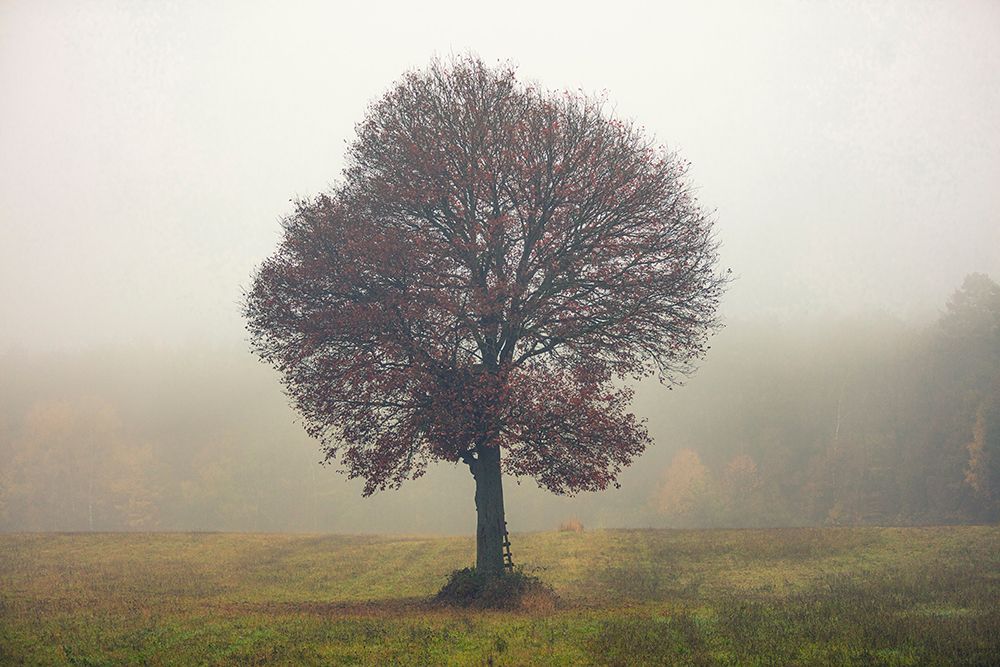 Tree In The Mist art print by Igor Vitomirov for $57.95 CAD