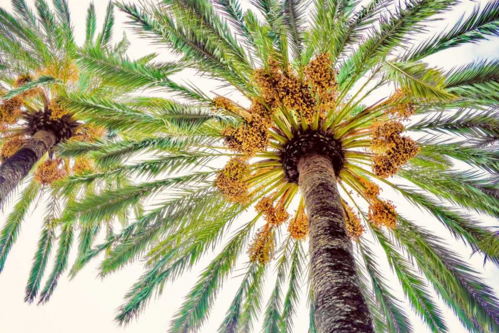 Chic Palms I art print by Acosta for $57.95 CAD