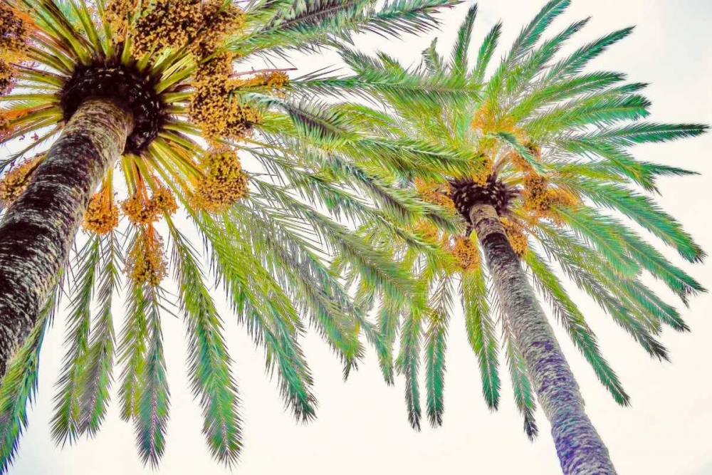 Chic Palms II art print by Acosta for $57.95 CAD