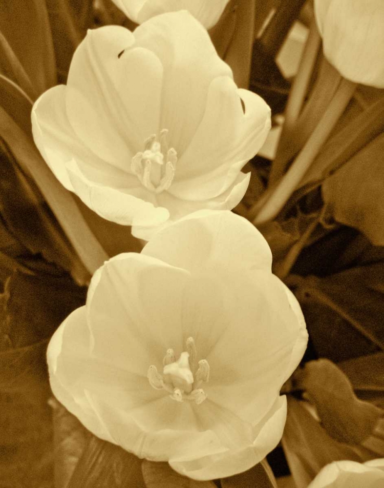 Sepia Blooms I art print by Jairo Rodriguez for $57.95 CAD