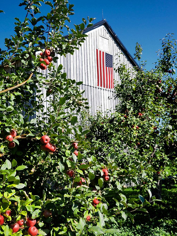 Patriotic Barn art print by Gail Peck for $57.95 CAD