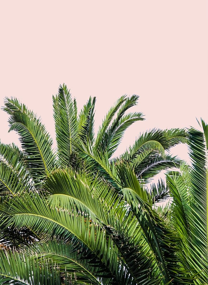 Tropical Leaves on Blush II art print by Acosta for $57.95 CAD