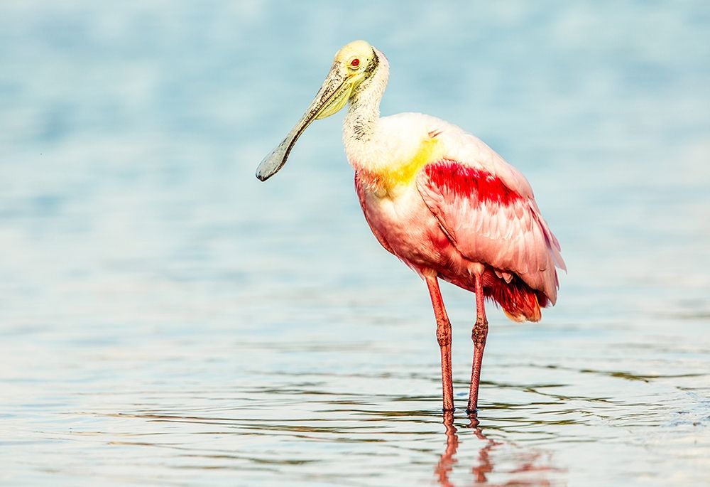 Roseatte Spoonbill art print by Shelley Lake for $57.95 CAD