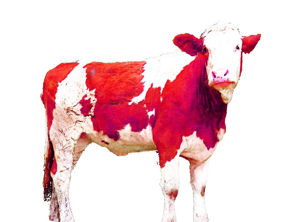 Bright Red Swiss Cow art print by JB Hyler for $57.95 CAD