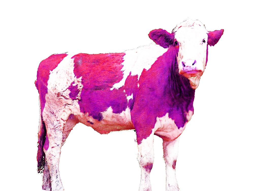 Bright Violet Swiss Cow art print by JB Hyler for $57.95 CAD