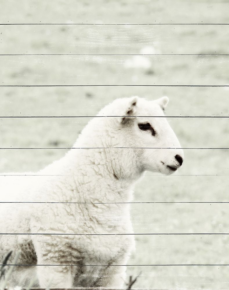 A White Sheep art print by JB Hyler for $57.95 CAD