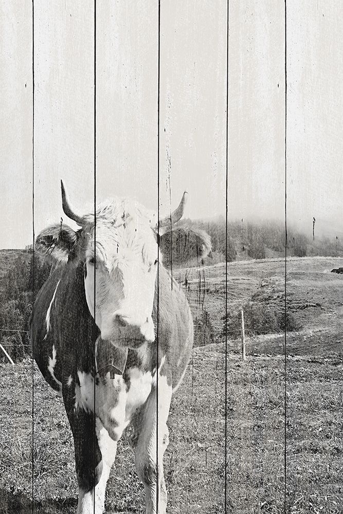 BW Country Cows on Wood art print by JB Hyler for $57.95 CAD