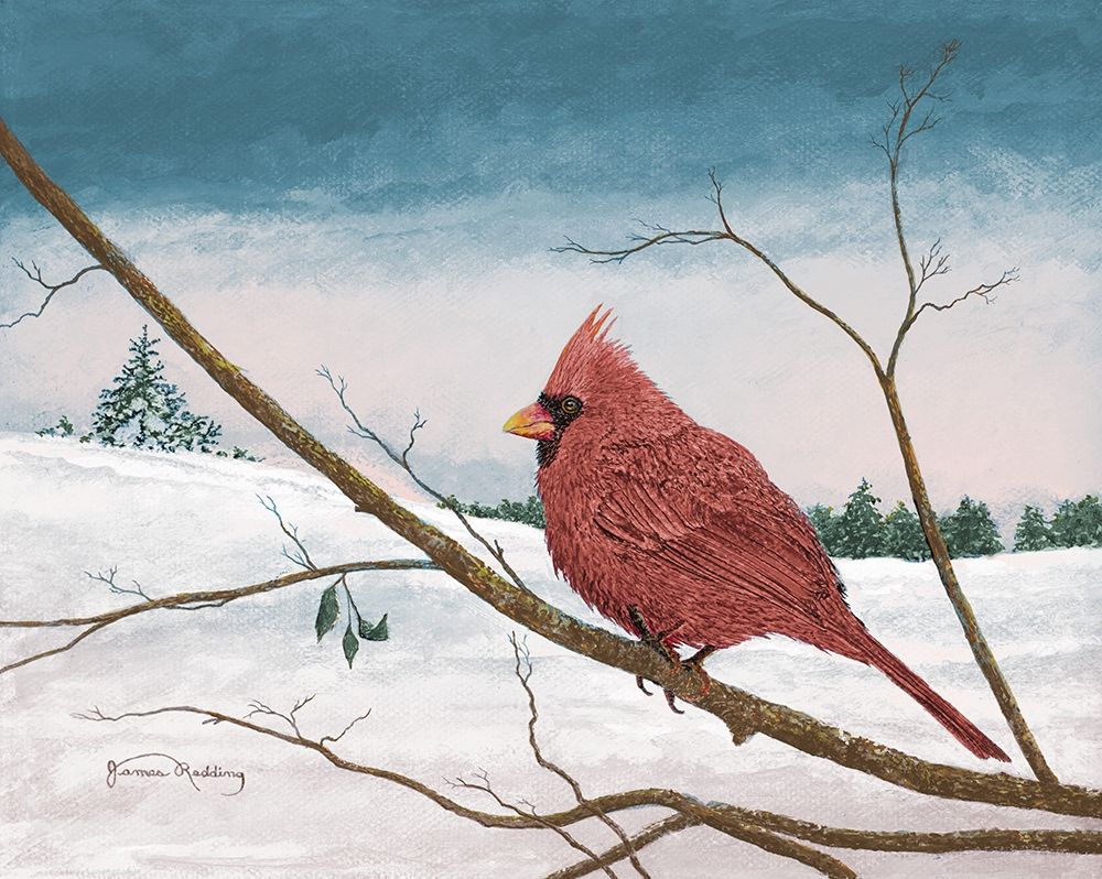 Auburn Cardinal art print by James Redding for $57.95 CAD