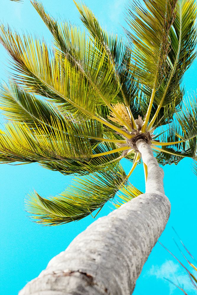 Tropical Winds art print by Emily Navas for $57.95 CAD