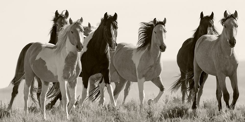 Black And White Horses in the Wild art print by Carol Walker for $57.95 CAD