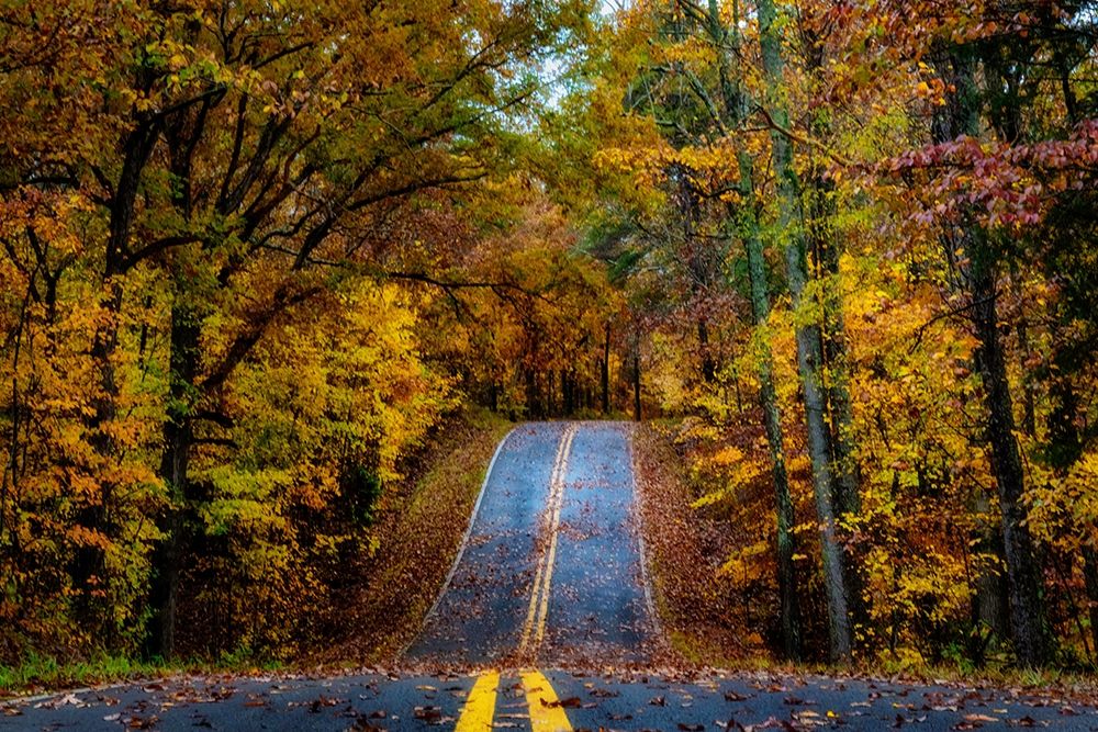 Woodland Road I art print by Andy Amos for $57.95 CAD