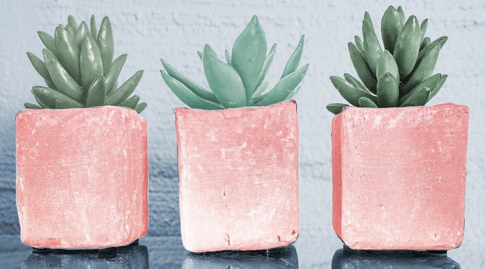 Pink Potted Succulents art print by Bill Carson Photography for $57.95 CAD