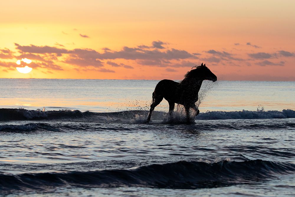 Sunset Horse on the Beach art print by Carol Walker for $57.95 CAD