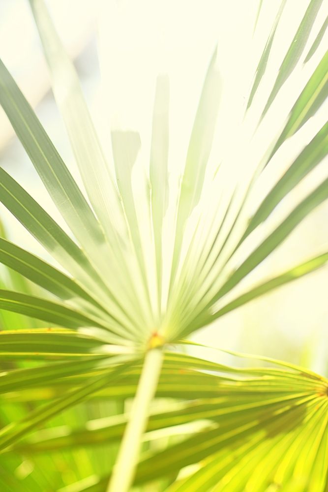 Among Palms I art print by Susan Bryant for $57.95 CAD