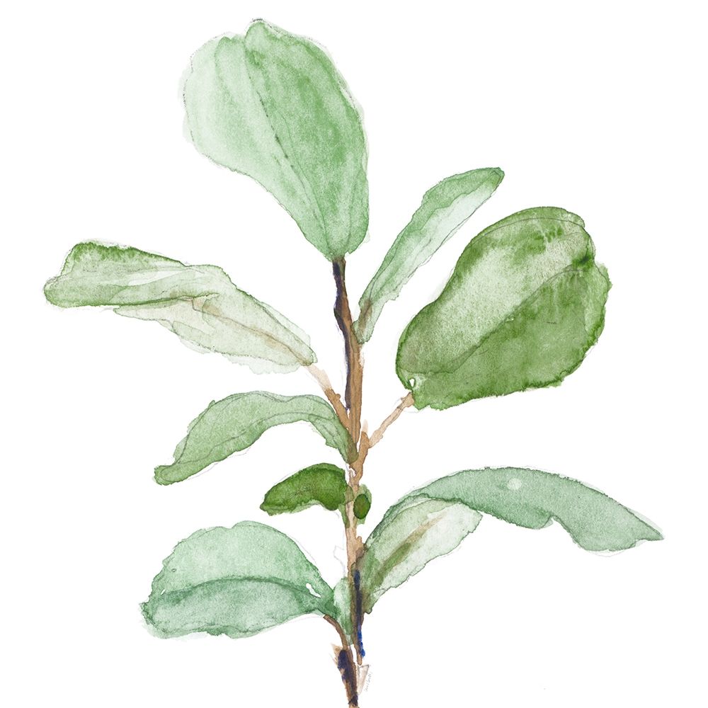 Fiddle Fig Leaf Plant II art print by Lanie Loreth for $57.95 CAD