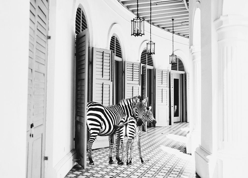 Zebra Hotel art print by Kathy Mansfield for $57.95 CAD