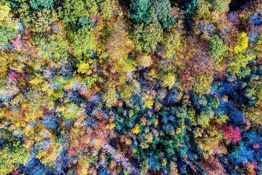 Aerial Fall Trees art print by Jason Veilleux for $57.95 CAD