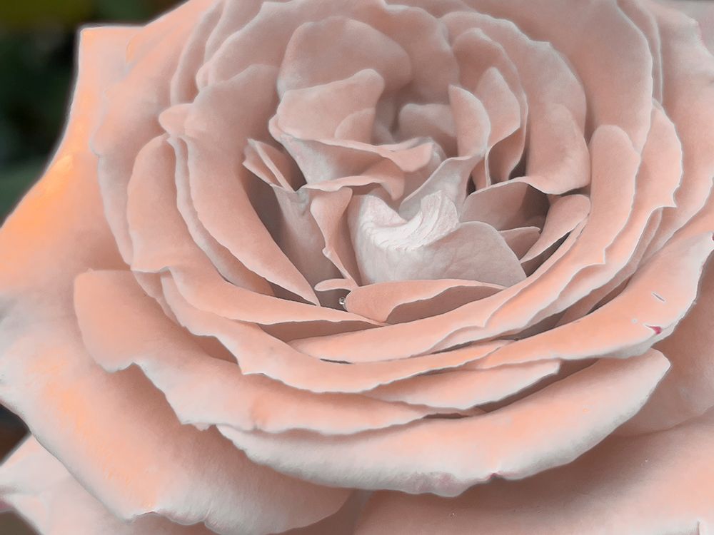 Soft Petal Rose art print by Dan Meneely for $57.95 CAD