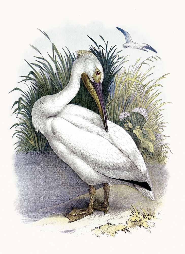 American White Pelican art print by Piddix for $57.95 CAD