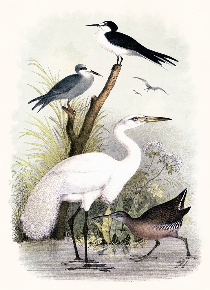 Little Egret and Friends art print by Piddix for $57.95 CAD
