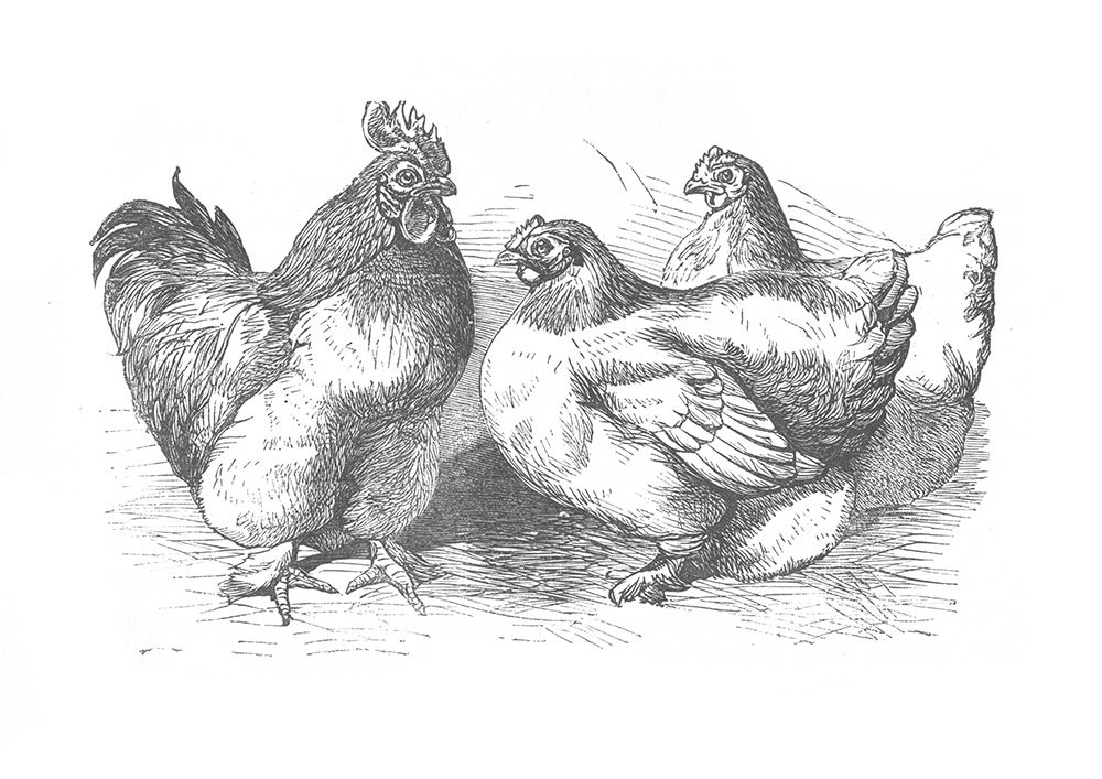Chickens Sketch art print by Piddix for $57.95 CAD