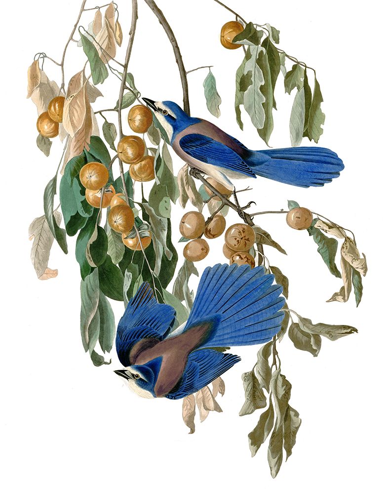 Florida Blue Jay art print by Piddix for $57.95 CAD