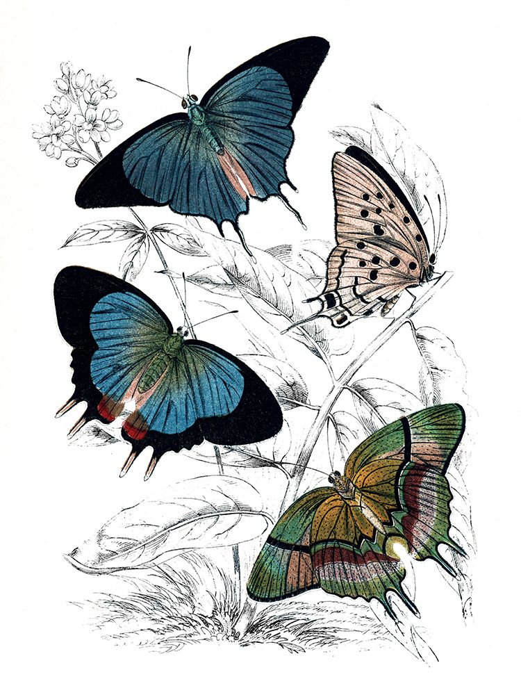 Butterfly Study I art print by Piddix for $57.95 CAD