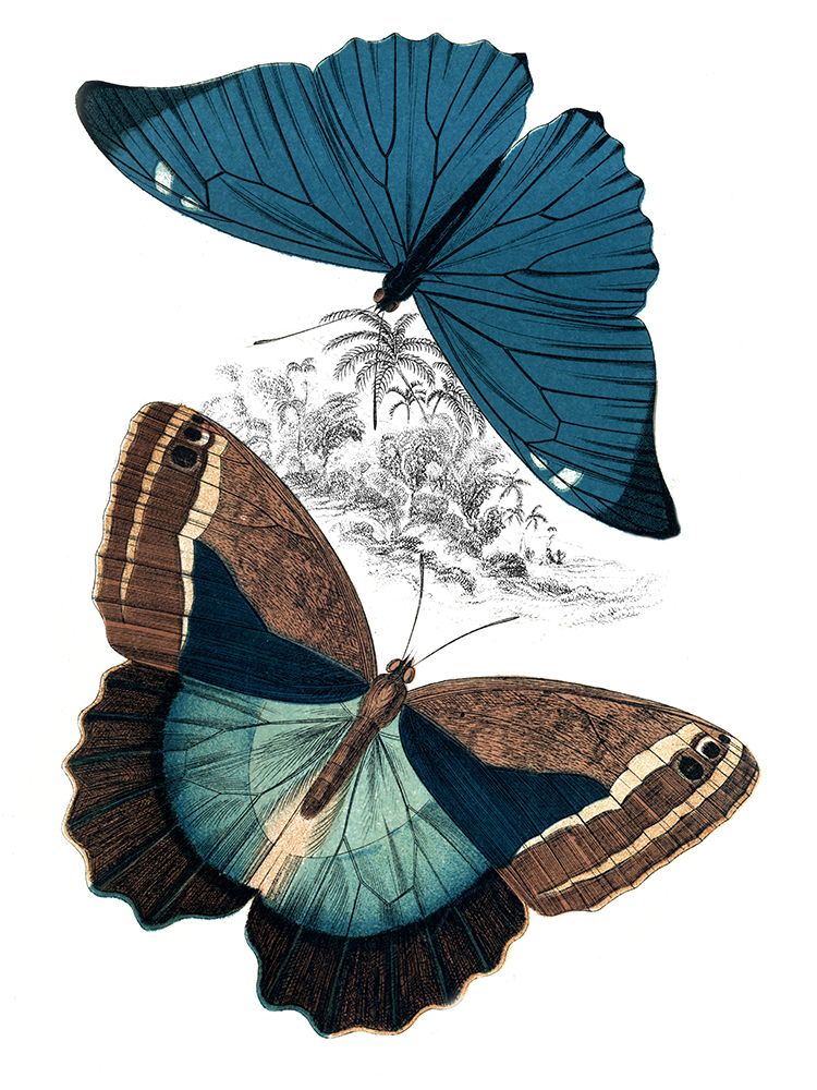 Butterfly Study II art print by Piddix for $57.95 CAD