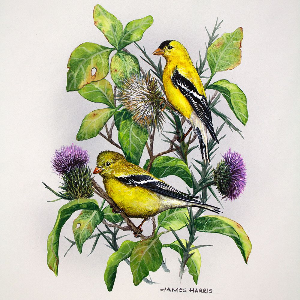 Amber Goldfinch art print by James Harris for $57.95 CAD