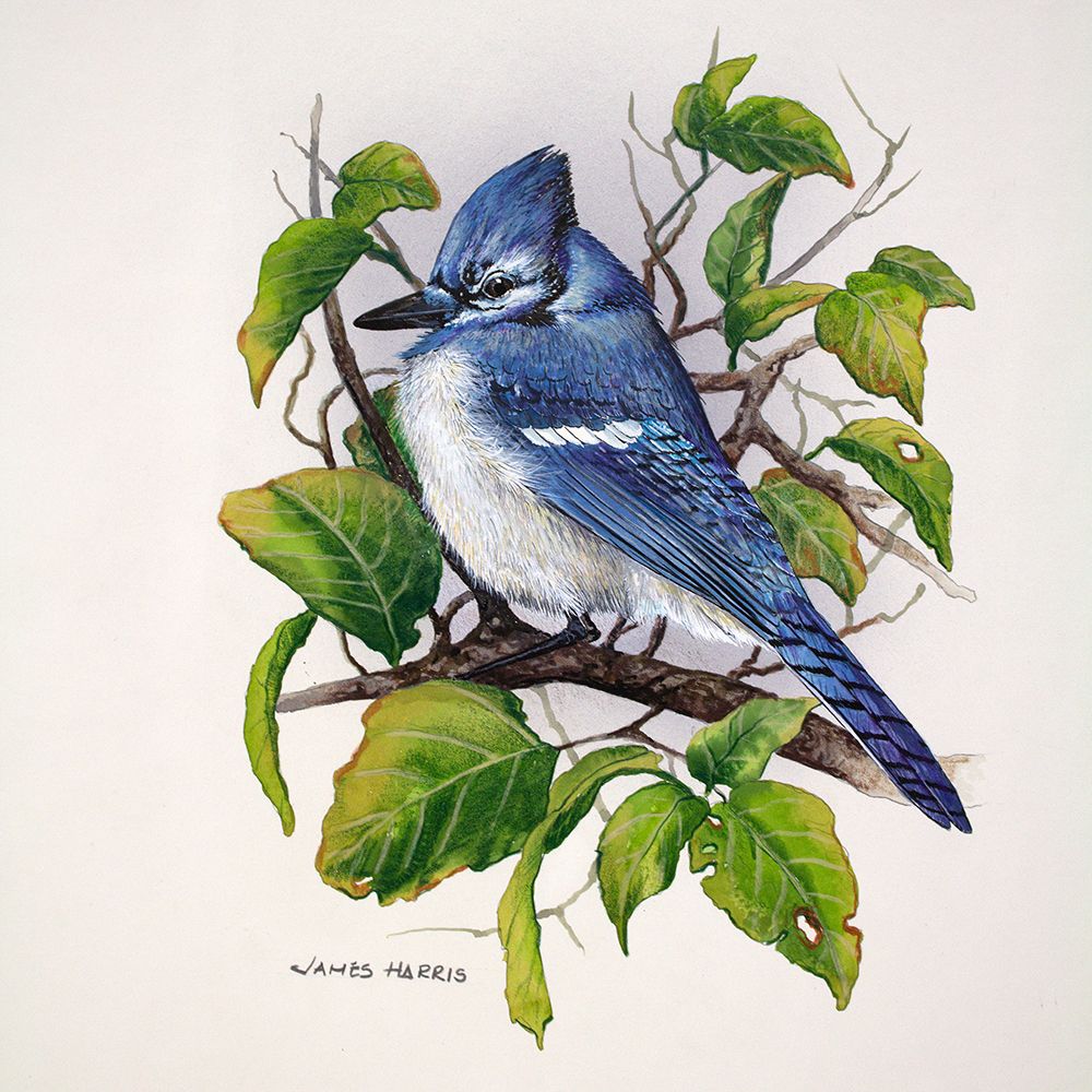 Blue Jay art print by James Harris for $57.95 CAD