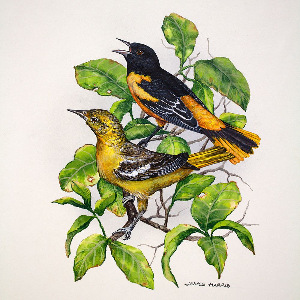 Northern Orioles art print by James Harris for $57.95 CAD