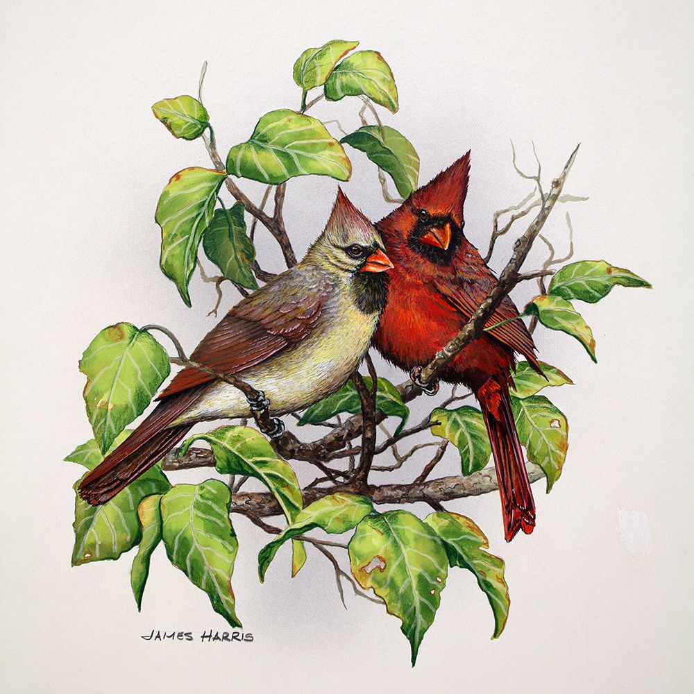 Cardinals art print by James Harris for $57.95 CAD