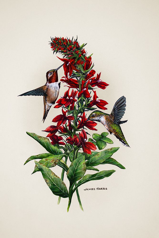Rufous art print by James Harris for $57.95 CAD