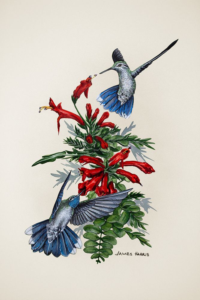Blue Throated art print by James Harris for $57.95 CAD
