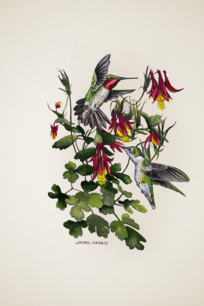 Ruby Throated art print by James Harris for $57.95 CAD