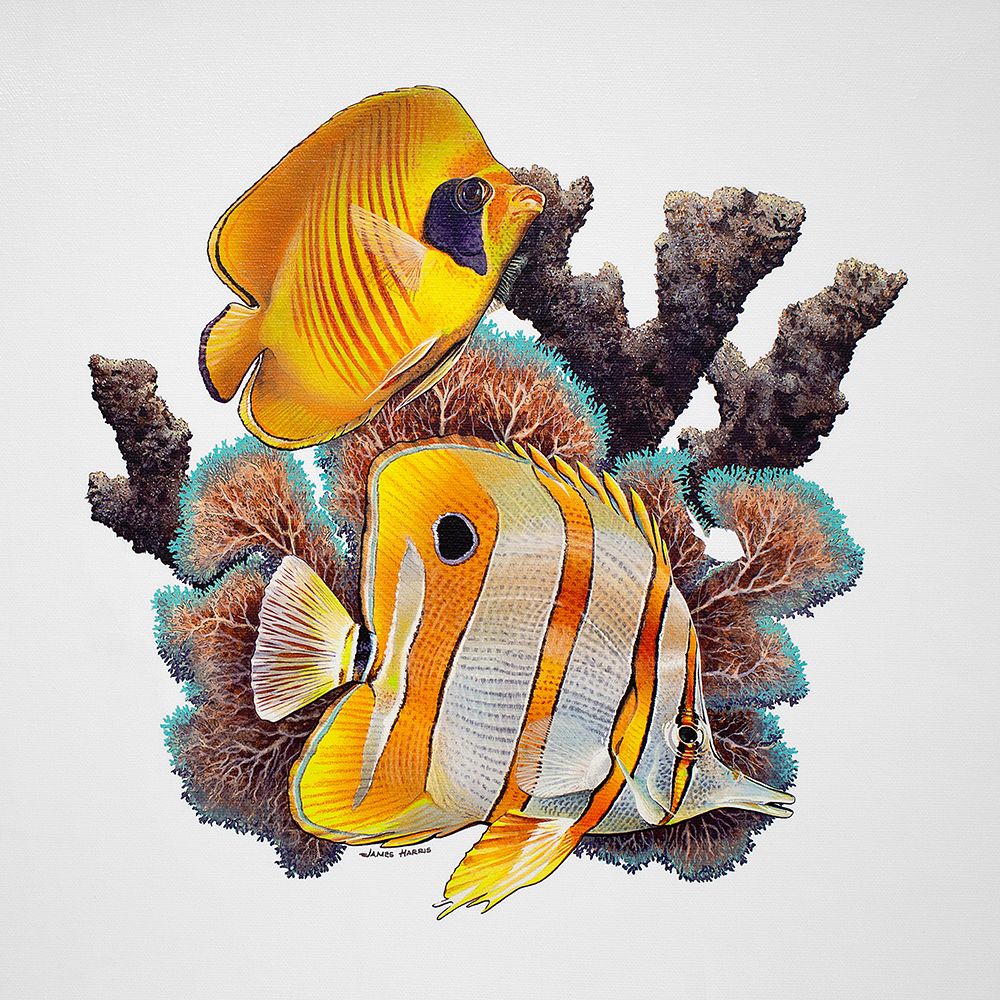 Butterfly Fish art print by James Harris for $57.95 CAD