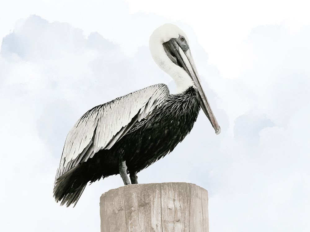 Pelican Post art print by Gail Peck for $57.95 CAD
