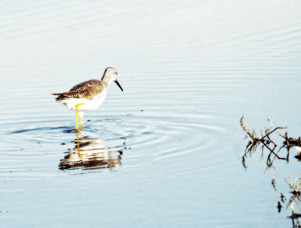 Sandpiper Reflection art print by Gail Peck for $57.95 CAD