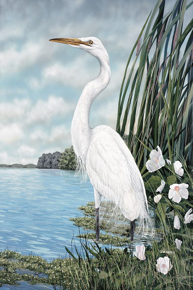 Great White Egret art print by James Harris for $57.95 CAD