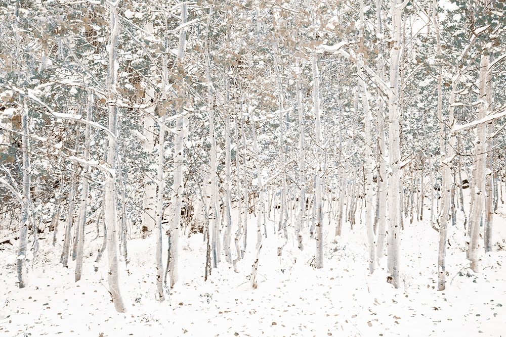 White Snow Wonderland art print by Shelley Lake for $57.95 CAD