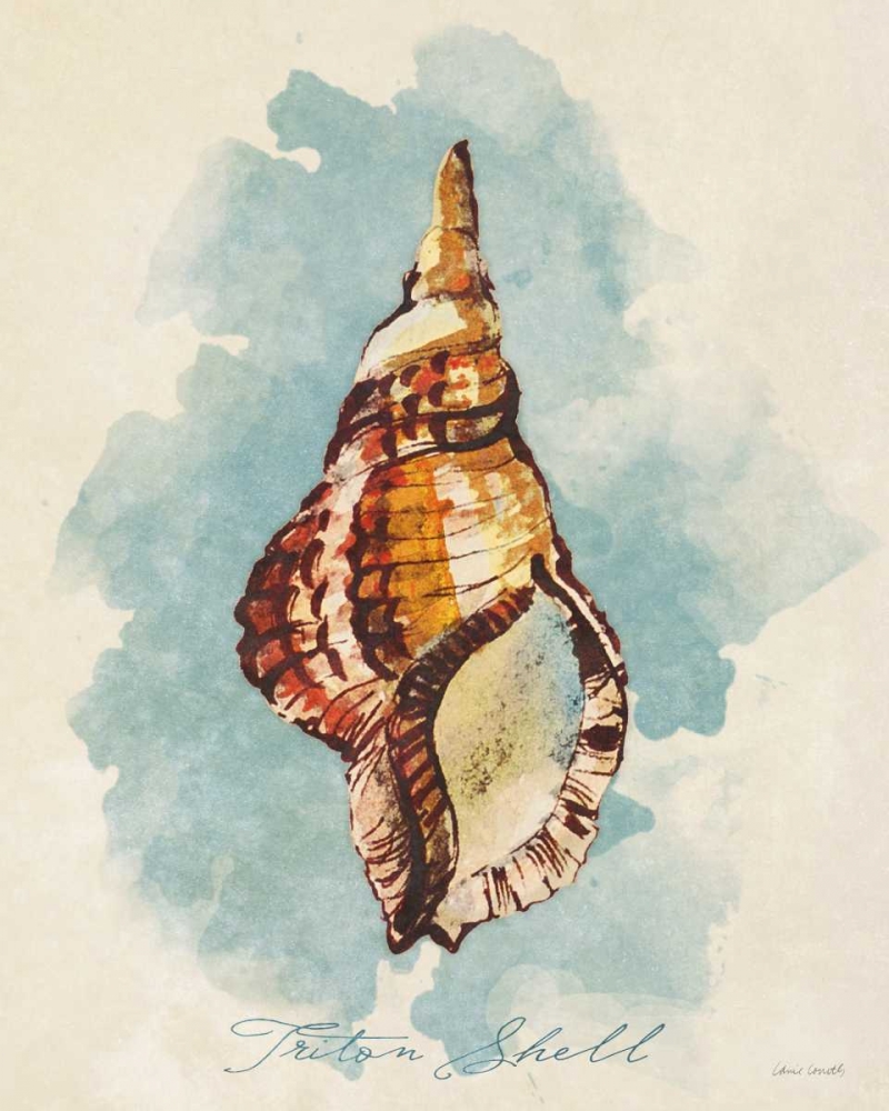 Triton Shell art print by Lanie Loreth for $57.95 CAD