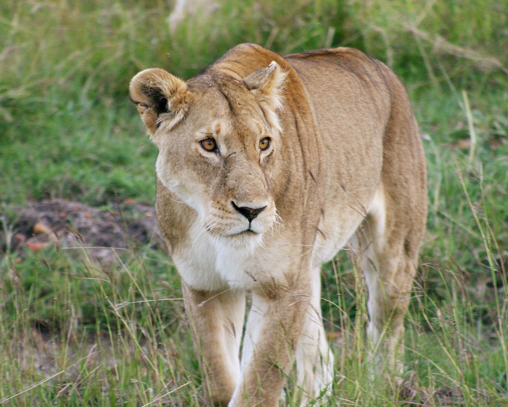 Lioness In Kenya art print by Susan Bryant for $57.95 CAD
