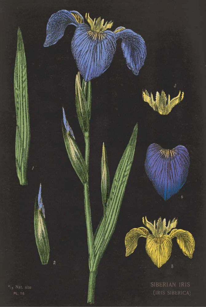 Iris Chart art print by Sue Schlabach for $57.95 CAD
