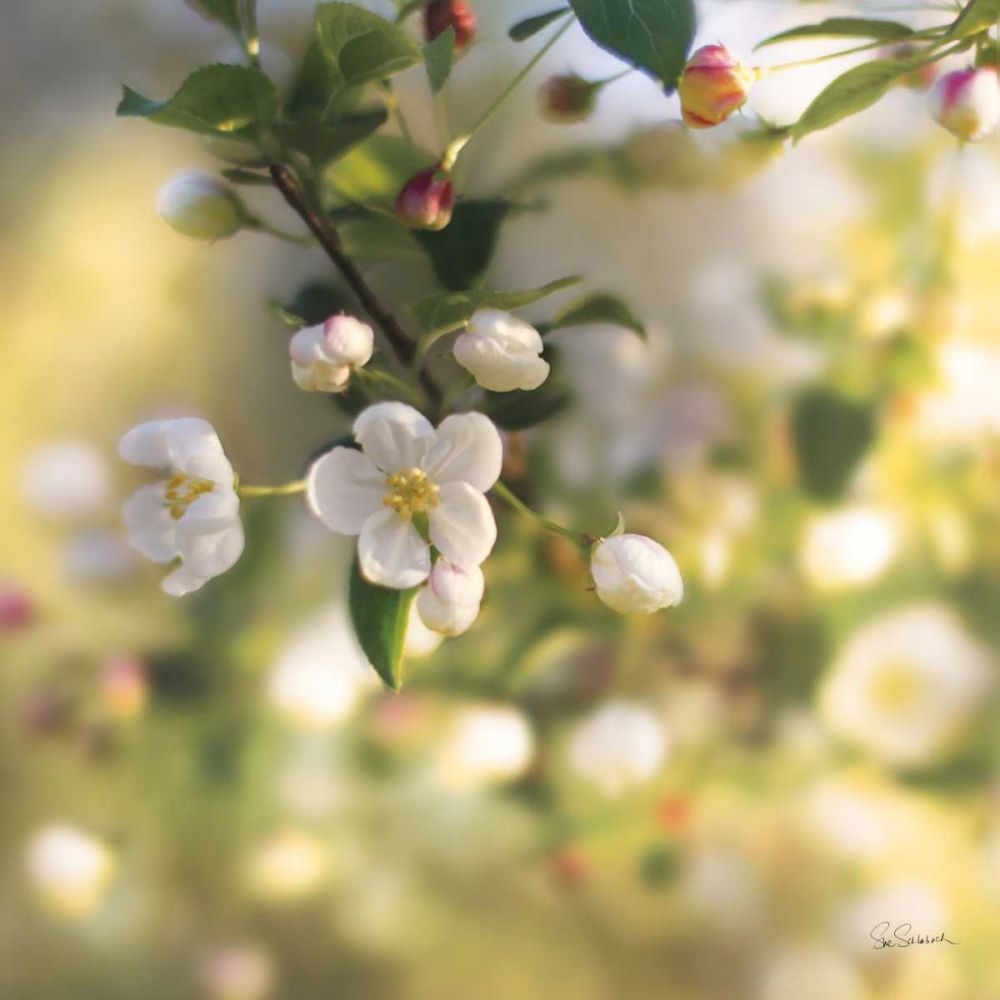 Blush Blossoms I art print by Sue Schlabach for $57.95 CAD