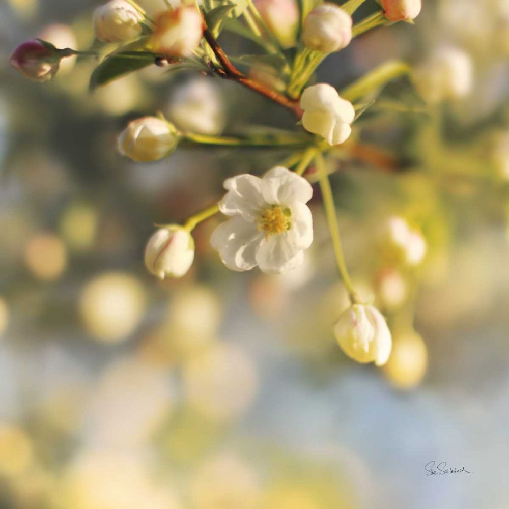 Blush Blossoms II art print by Sue Schlabach for $57.95 CAD
