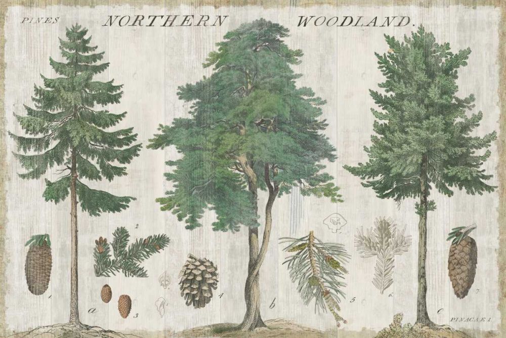 Woodland Chart I art print by Sue Schlabach for $57.95 CAD