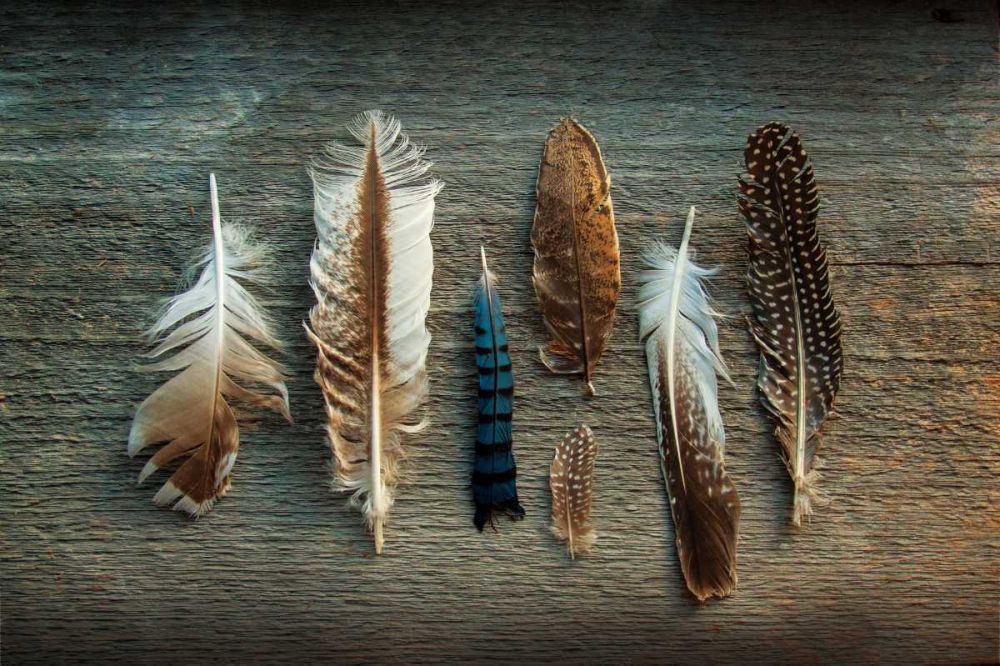 Feather Collection I art print by Sue Schlabach for $57.95 CAD